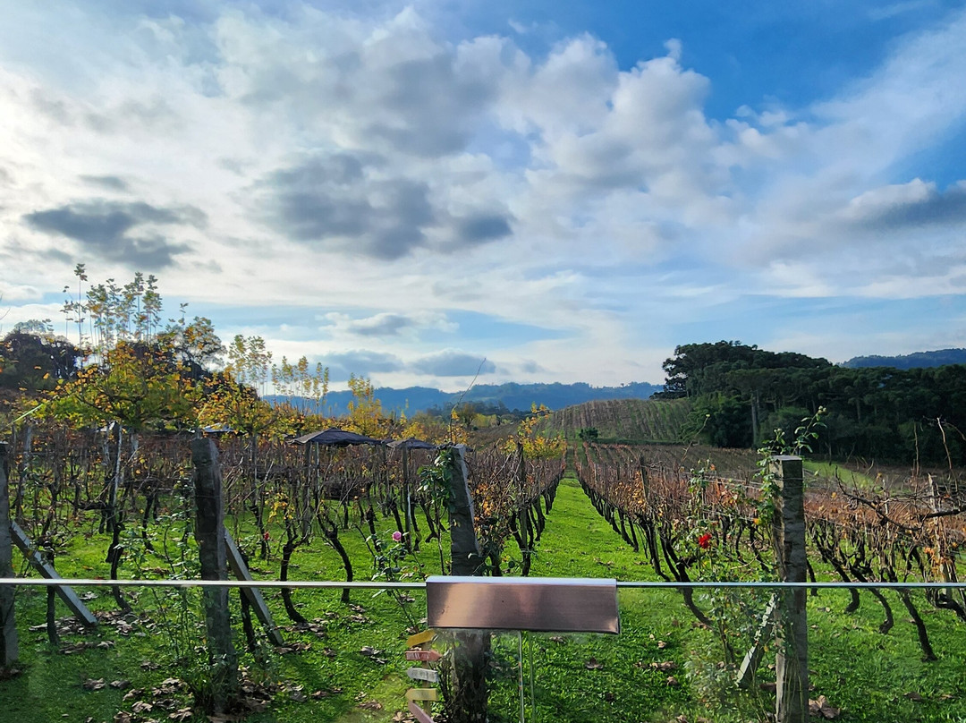 Vinhos Larentis景点图片
