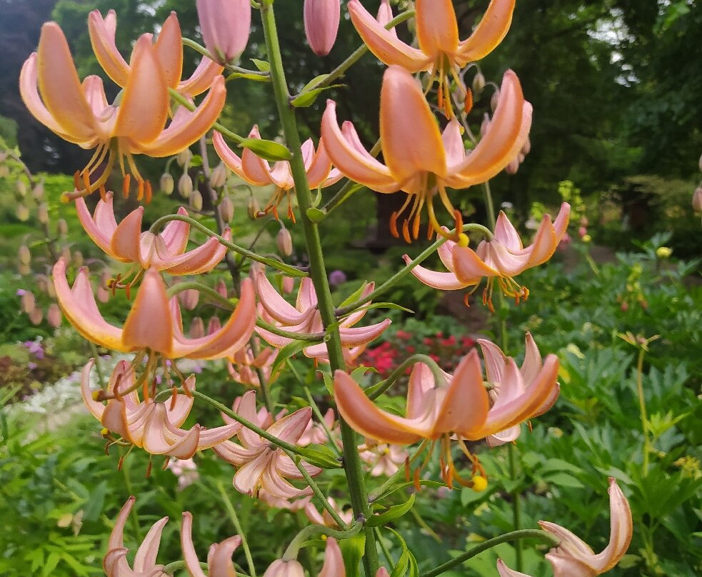 Botanical Gardens (Ogrod Botaniczny)景点图片