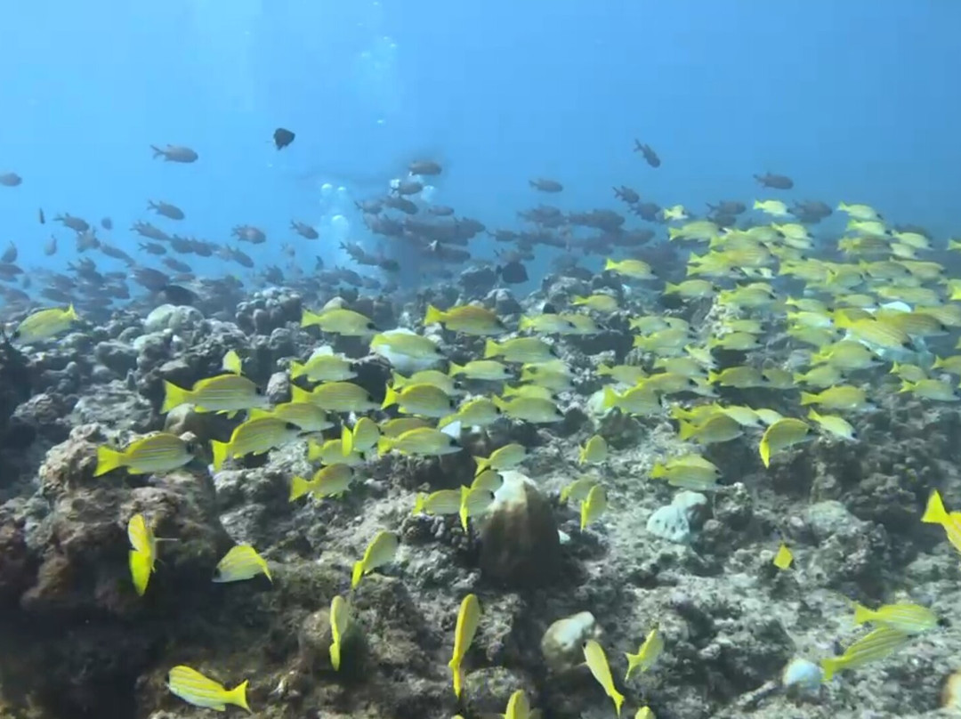 Seaman Diving-大湾必去景点