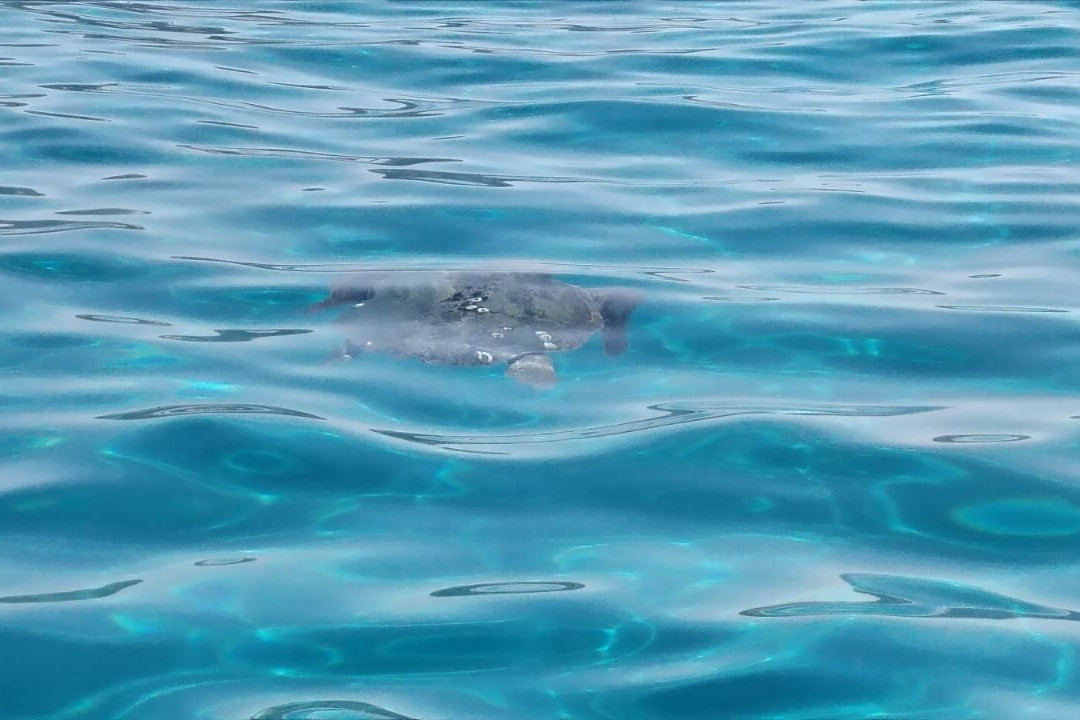 AFROS RENTAL BOATS-利姆尼科利必去景点