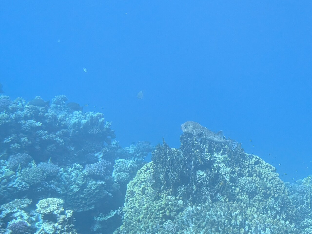 Royal Sea Scope-马萨阿拉姆必去景点