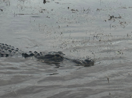 Florida Airboat Rides-庞帕诺比奇必去景点