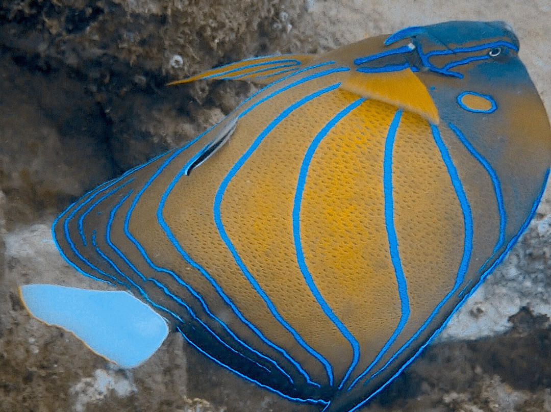 Divers Land Dive Club-乌纳瓦图纳必去景点