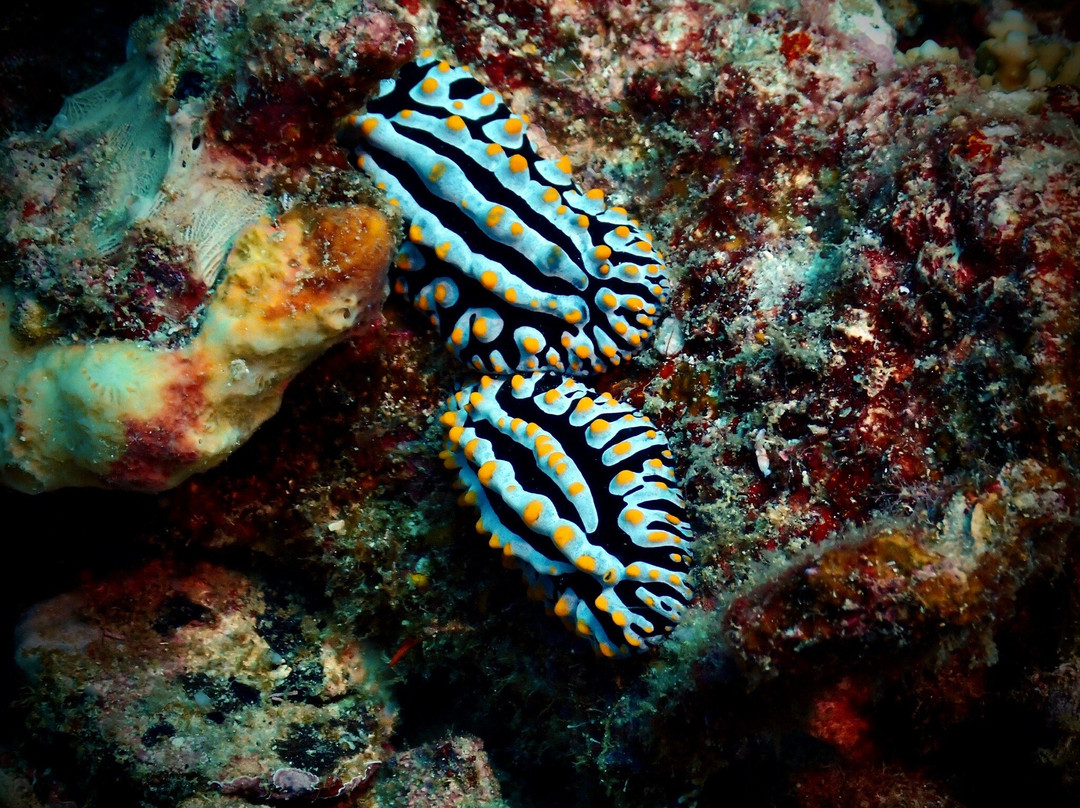 Aquaventure PADI 5 Star Dive Center-Maradhoo Island必去景点