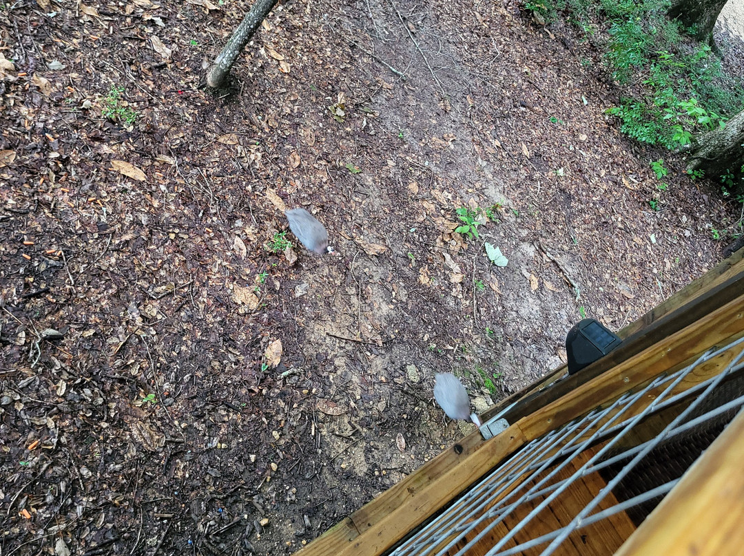 Whiskey on the River主图