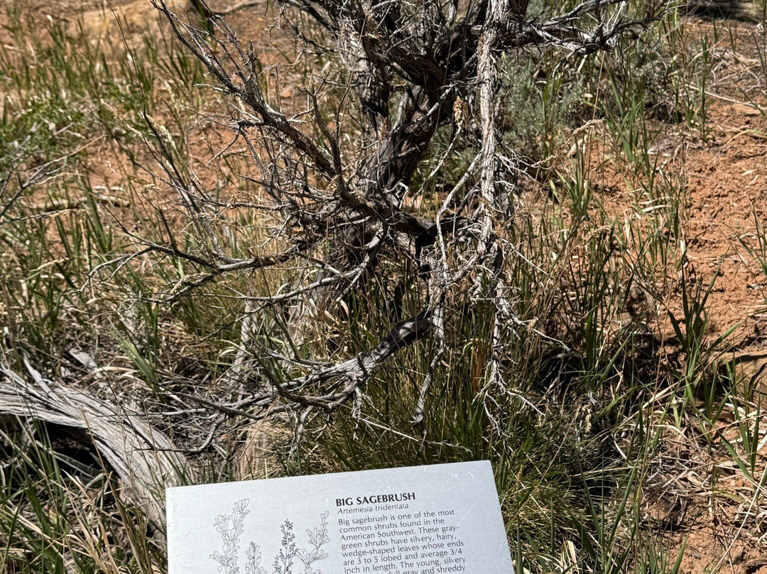 Spruce Tree House-梅萨维德国家公园必去景点