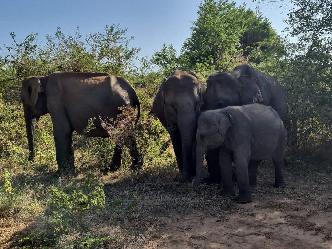 Kavisha Safari Service Udawalawa-乌达瓦拉瓦必去景点