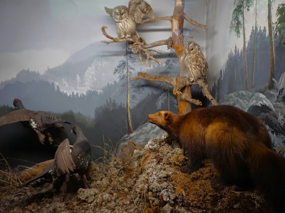 Turku Biological Museum-土尔库必去景点