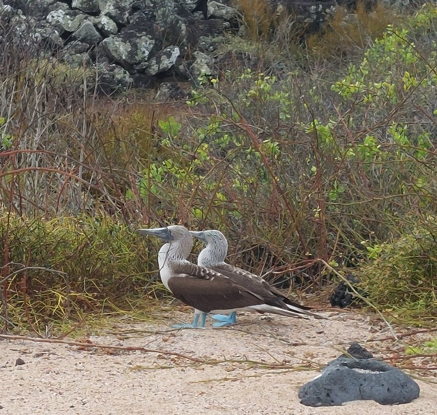 Playa de los Perros-阿约拉港必去景点