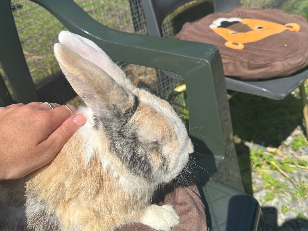 Caithness Animal Farm Park-Lybster必去景点