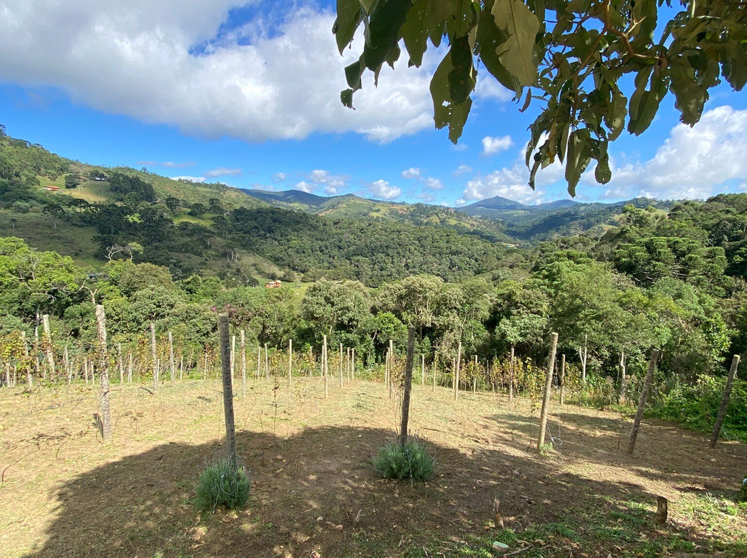 Vinícola Artesã-Goncalves必去景点