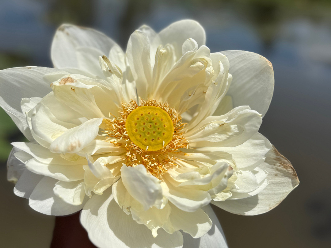 Travo Lanka Tours & Travels-卡图纳耶克必去景点