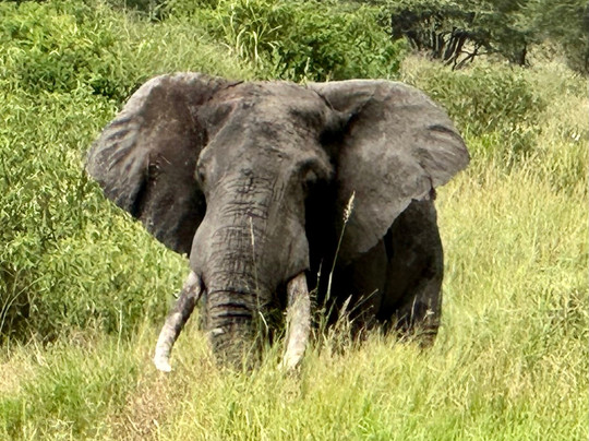 Trailblazer Safaris-阿鲁沙必去景点