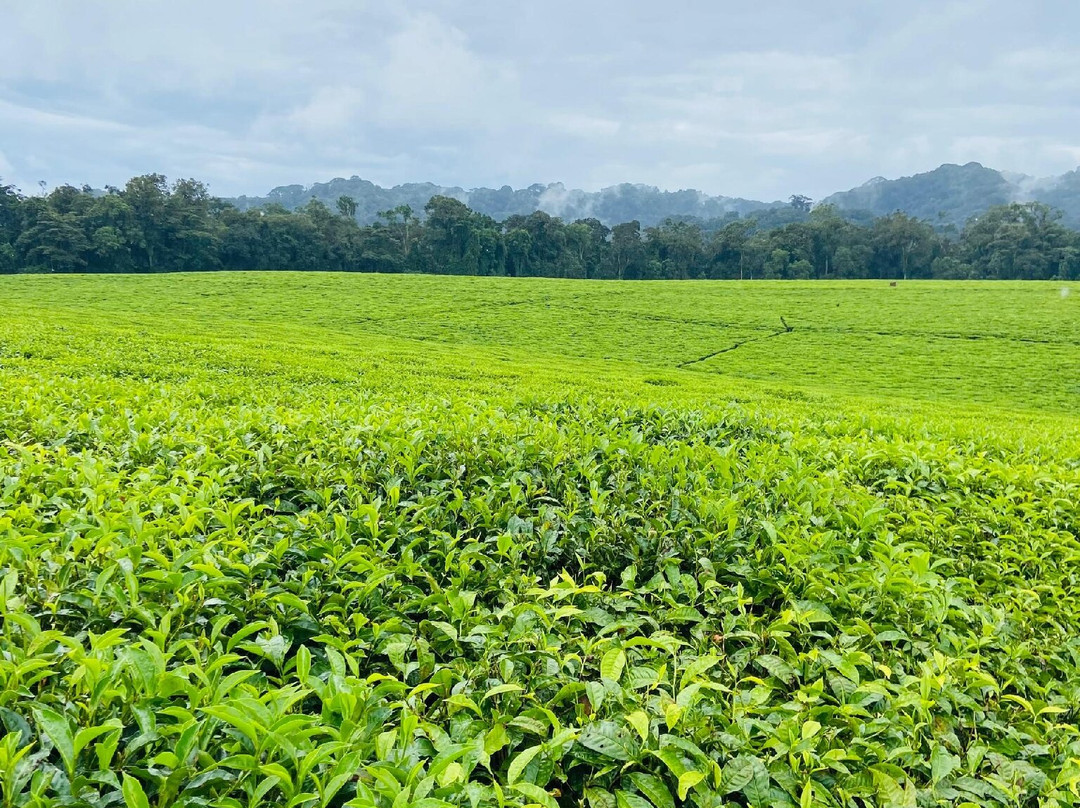 Nyungwe National Park - Rwanda-Western Province必去景点