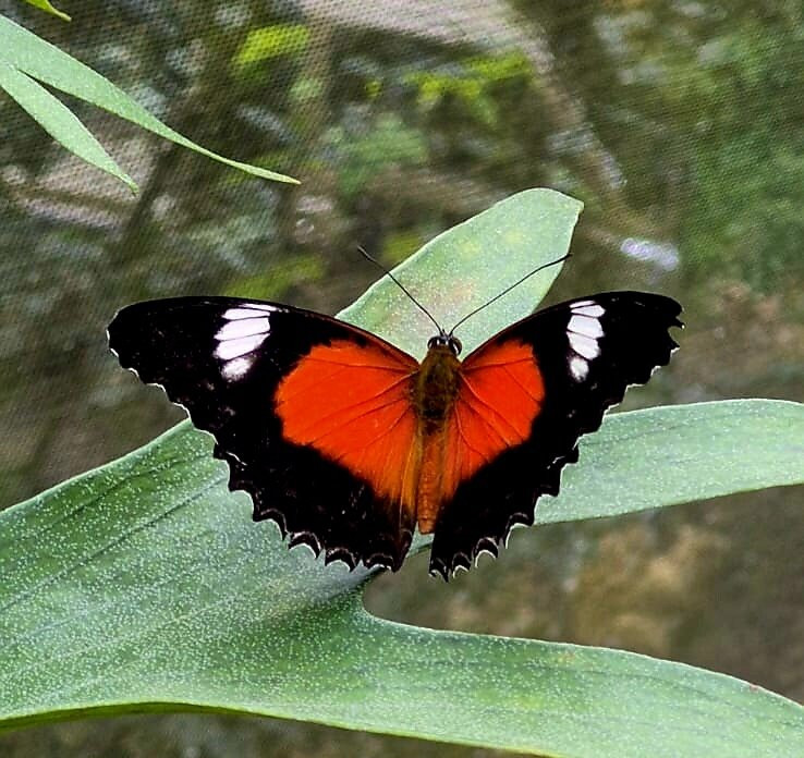 Australian Butterfly Sanctuary-库兰达必去景点