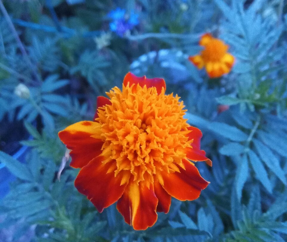 Il Giardino Di Monfestino-Serramazzoni必去景点