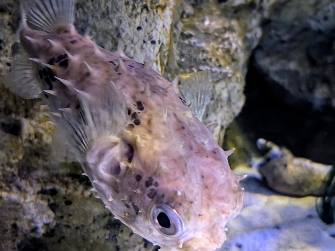 SEA LIFE Timmendorfer Strand-蒂门多佛海滩必去景点