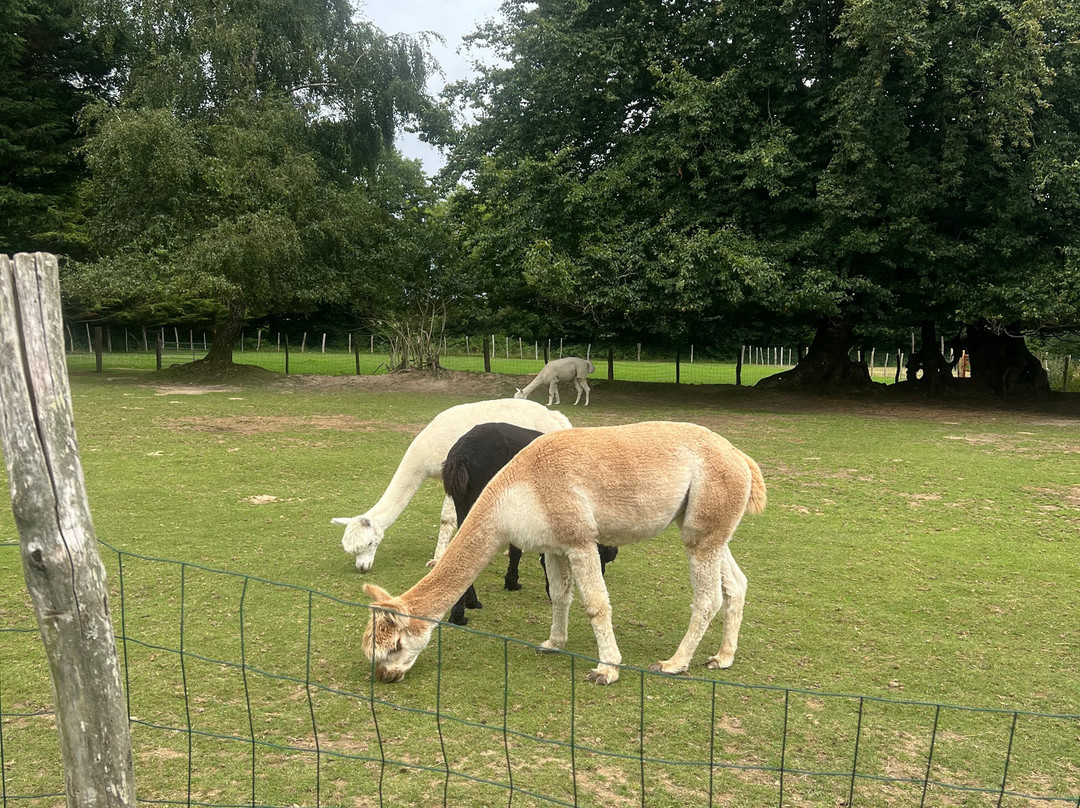 Bisou D'Alpaga-Saint-Clement-Rancoudray必去景点