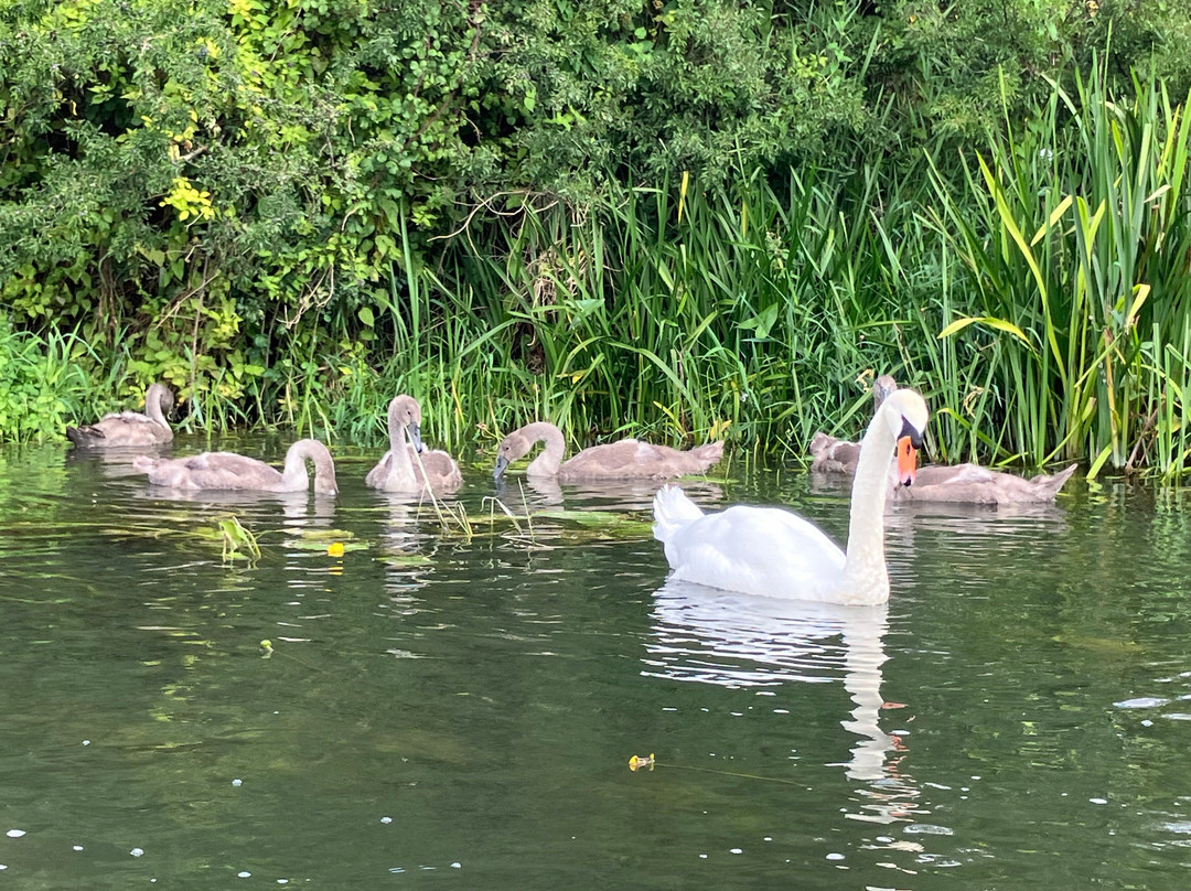 Cotswold Canoe Hire-莱奇莱德必去景点