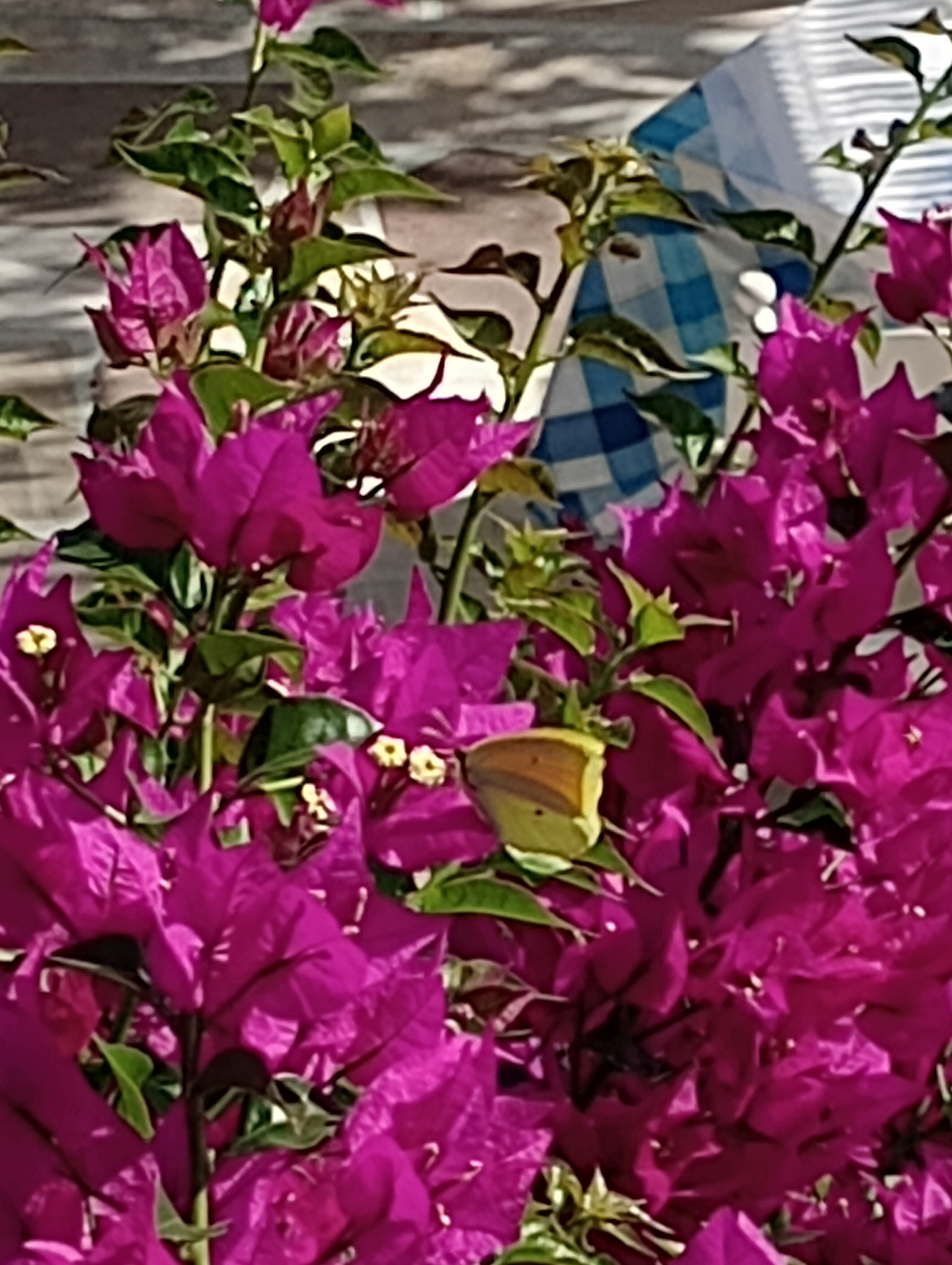 Imerolia Studios-官方