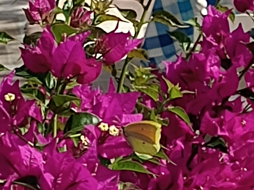 Imerolia Studios主图