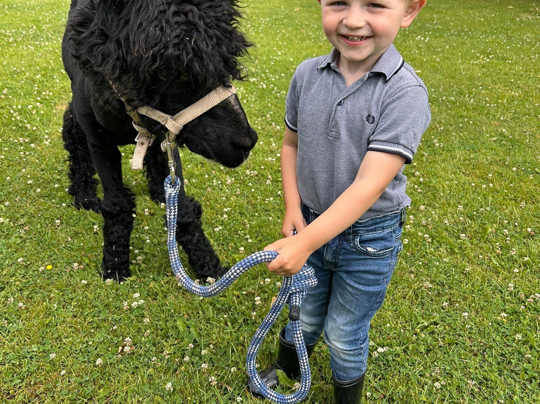 Wandelen met alpaca's-Delfgauw必去景点