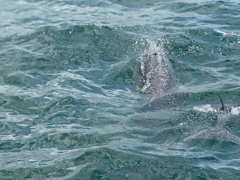Dolphins Down Under-橙色海湾必去景点