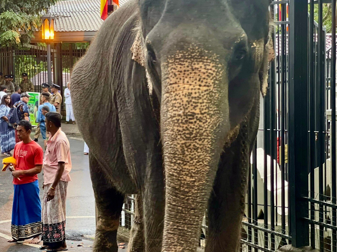 Esala Perahera Festival-康提必去景点