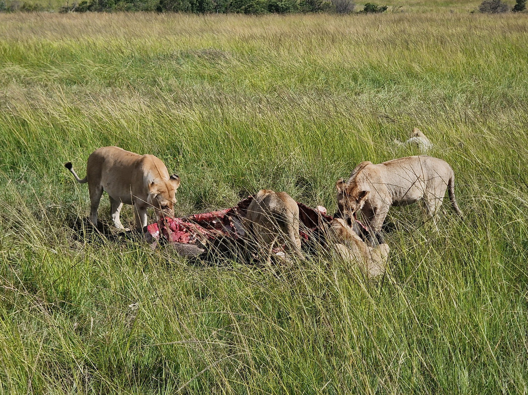 SunUp Adventures-内罗毕必去景点