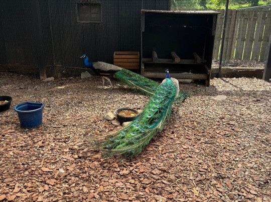 Nova Wild-维也纳必去景点