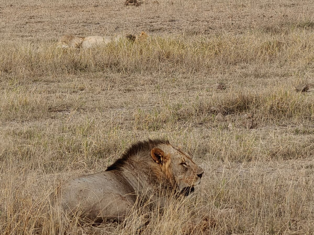 KingTomondo Safaris Kenya-蒙巴萨必去景点