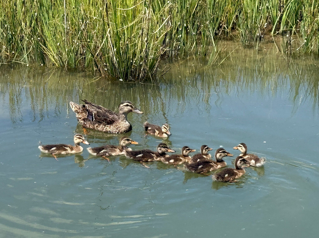 Smith Island-Crisfield必去景点