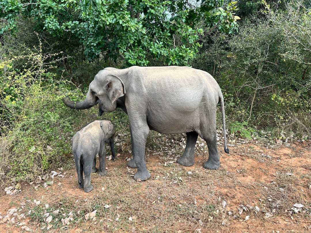 Lal Lanka Tours-Kaduwela必去景点