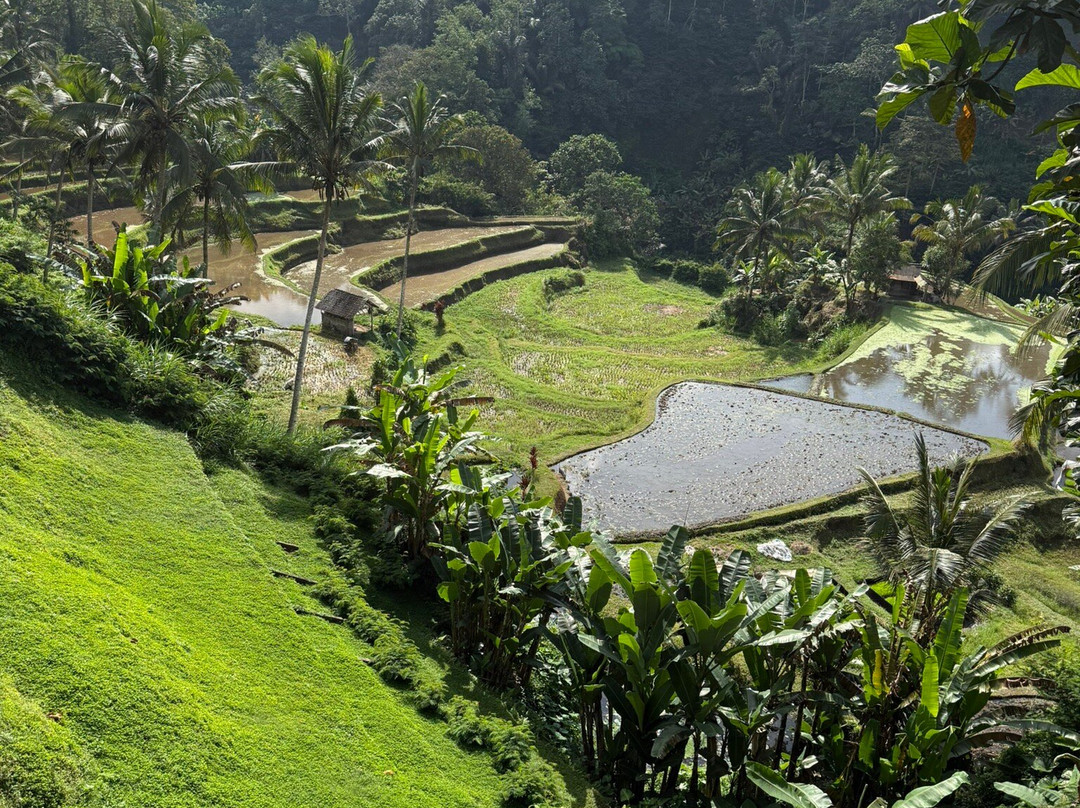 苏亚拉普拉水疗度假村主图