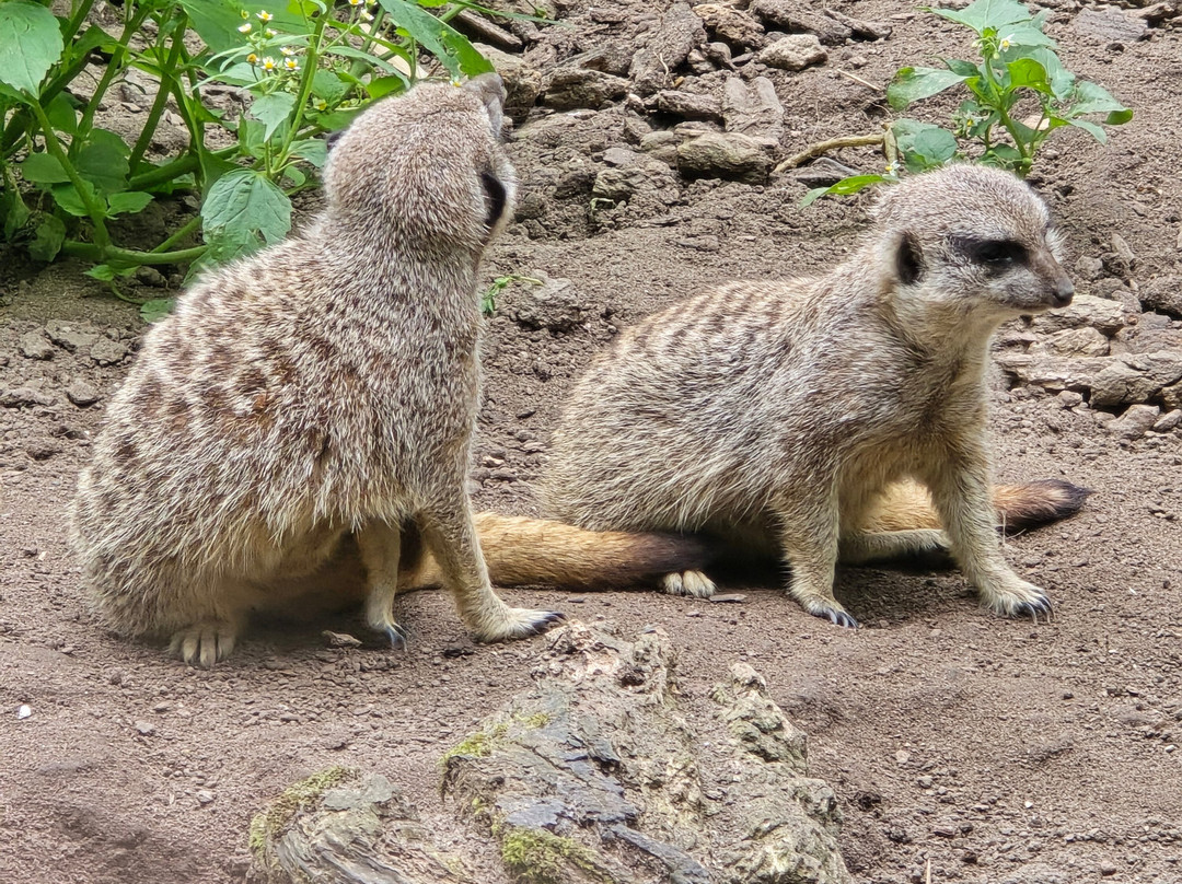 Uilen- en Dierenpark De Paay-Beesd必去景点