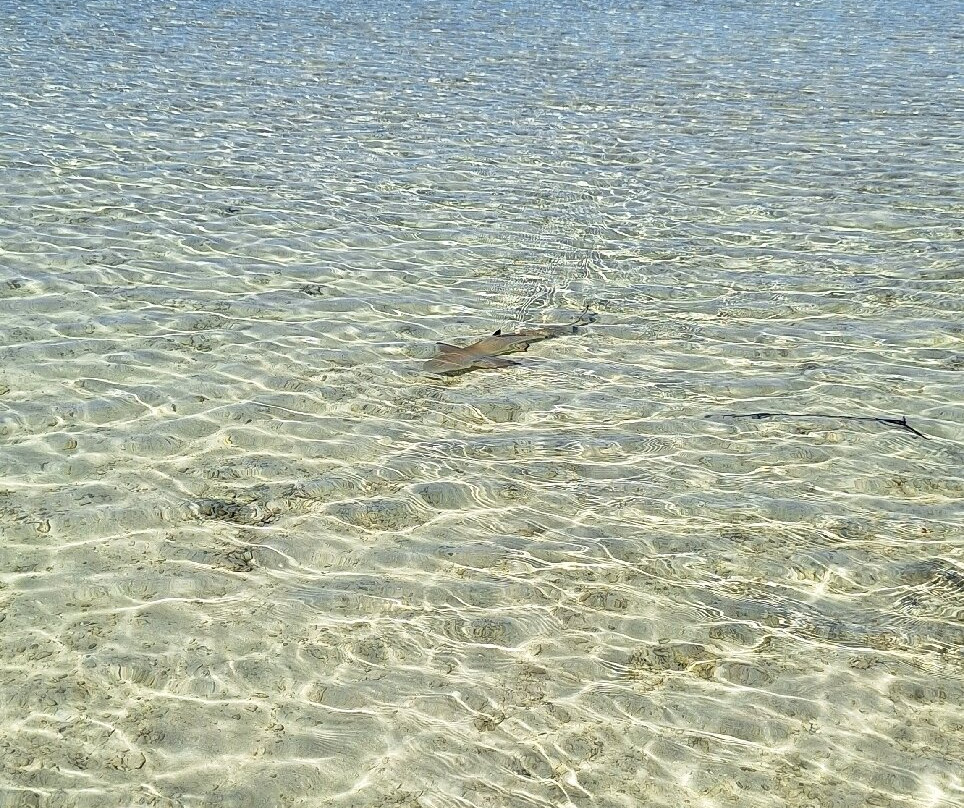 Rairoa Fishing And Tours-伦吉拉必去景点