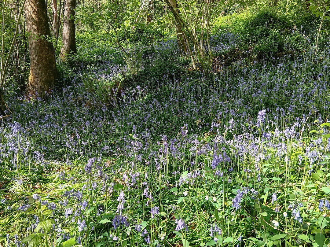 La Passerelle Observatoire Du Lac Du Jaunay-La Chapelle-Hermier必去景点