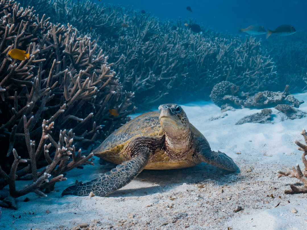 Coastal Adventure Tours (wa)-珊瑚湾必去景点