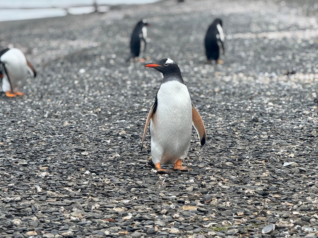 Pingüinos Expediciones-乌斯怀亚必去景点