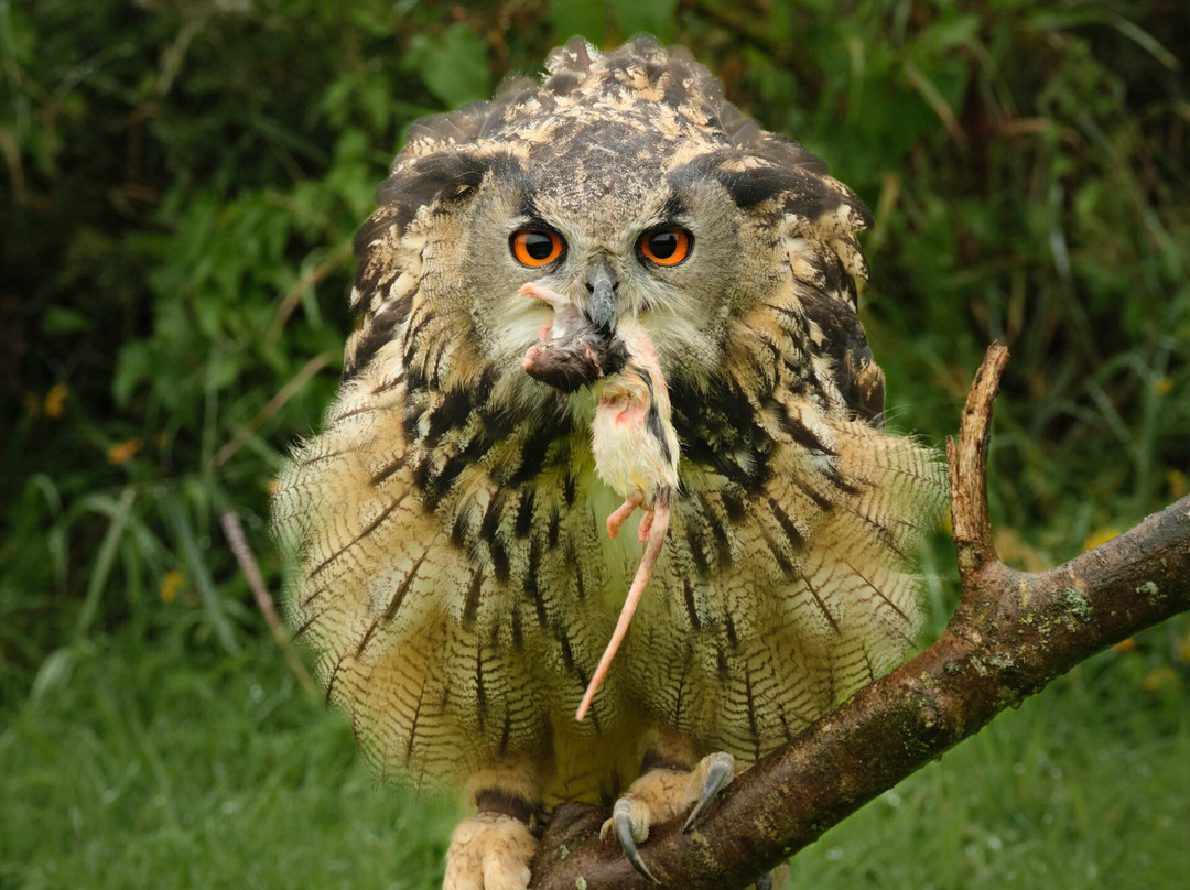 Mayfield Birds of Prey-Kilmacthomas必去景点
