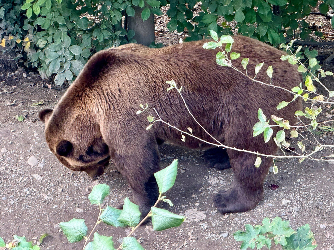 Barenpark-伯尔尼必去景点