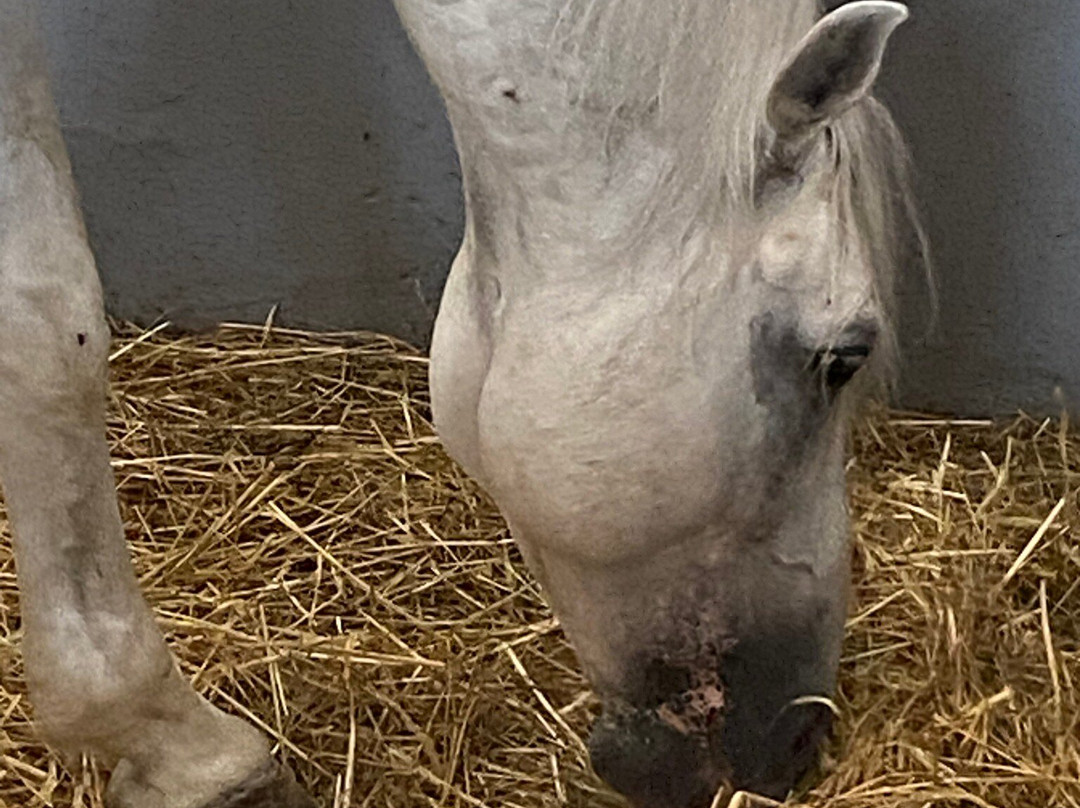 Lipica Stud Farm - Kobilarna Lipica-Lipica必去景点