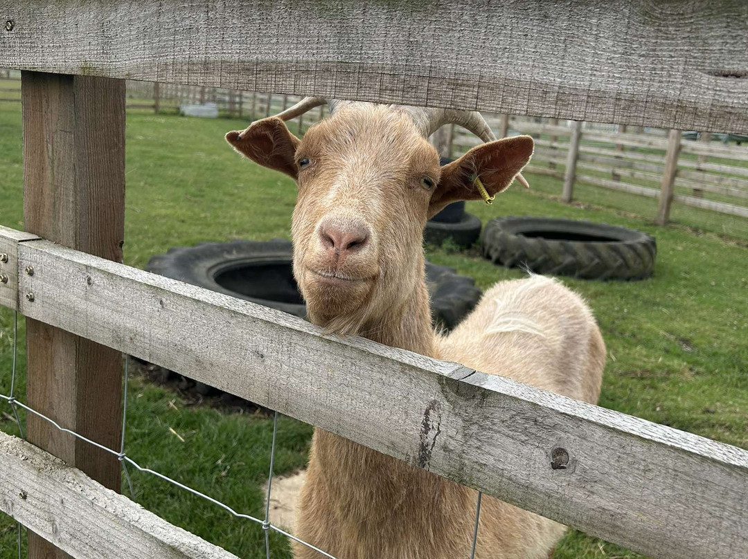 Hogshaw Farm & Wildlife Park-Hogshaw必去景点