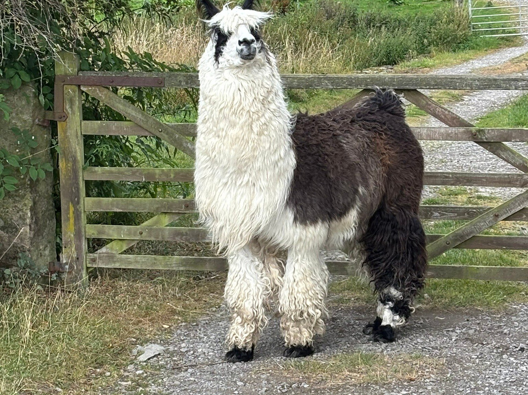 Teesdale Alpacas (Open by Appointment Only)-Barnard Castle必去景点