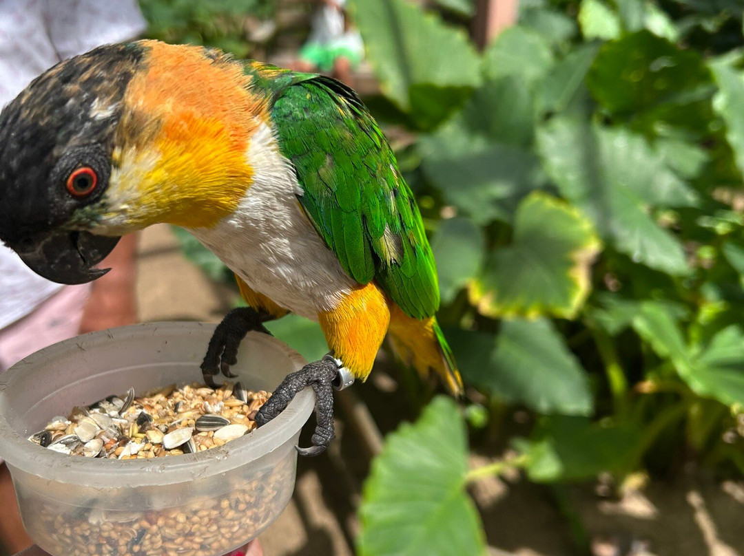 Parotte Ville Bird Sanctuary-圣马丁岛必去景点