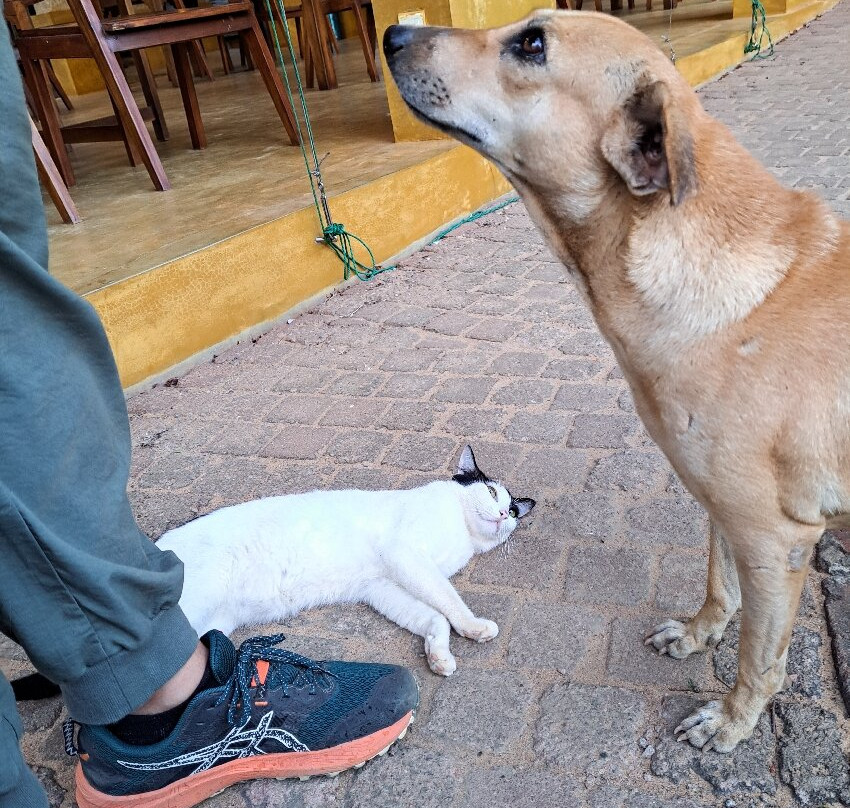 Cloud Nine Lanka Resort Wilpattu主图