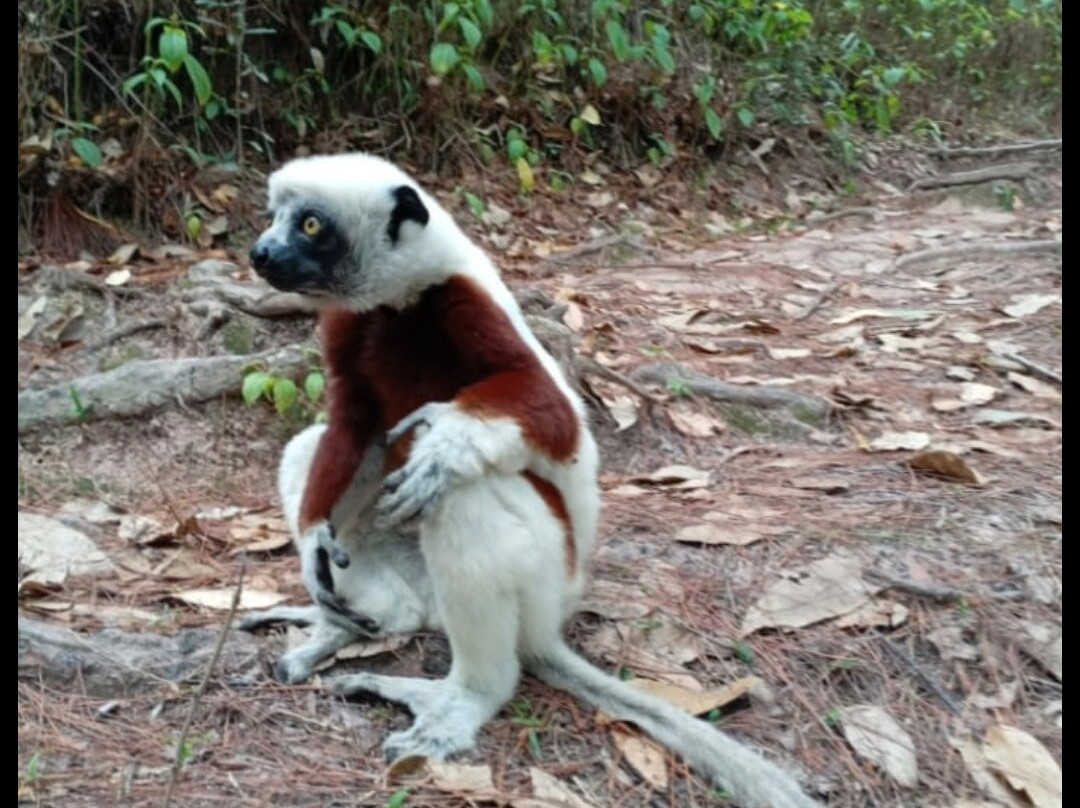 Fetnyglot2our Madagascar-安塔那那利佛必去景点