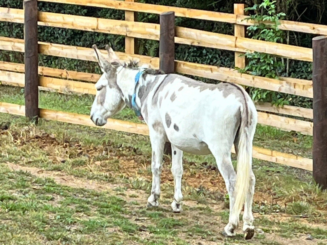 The Donkey Sanctuary-西德茅斯必去景点