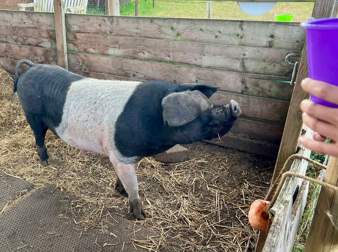 Burntwood Alpaca and Animal Experience-Burntwood必去景点