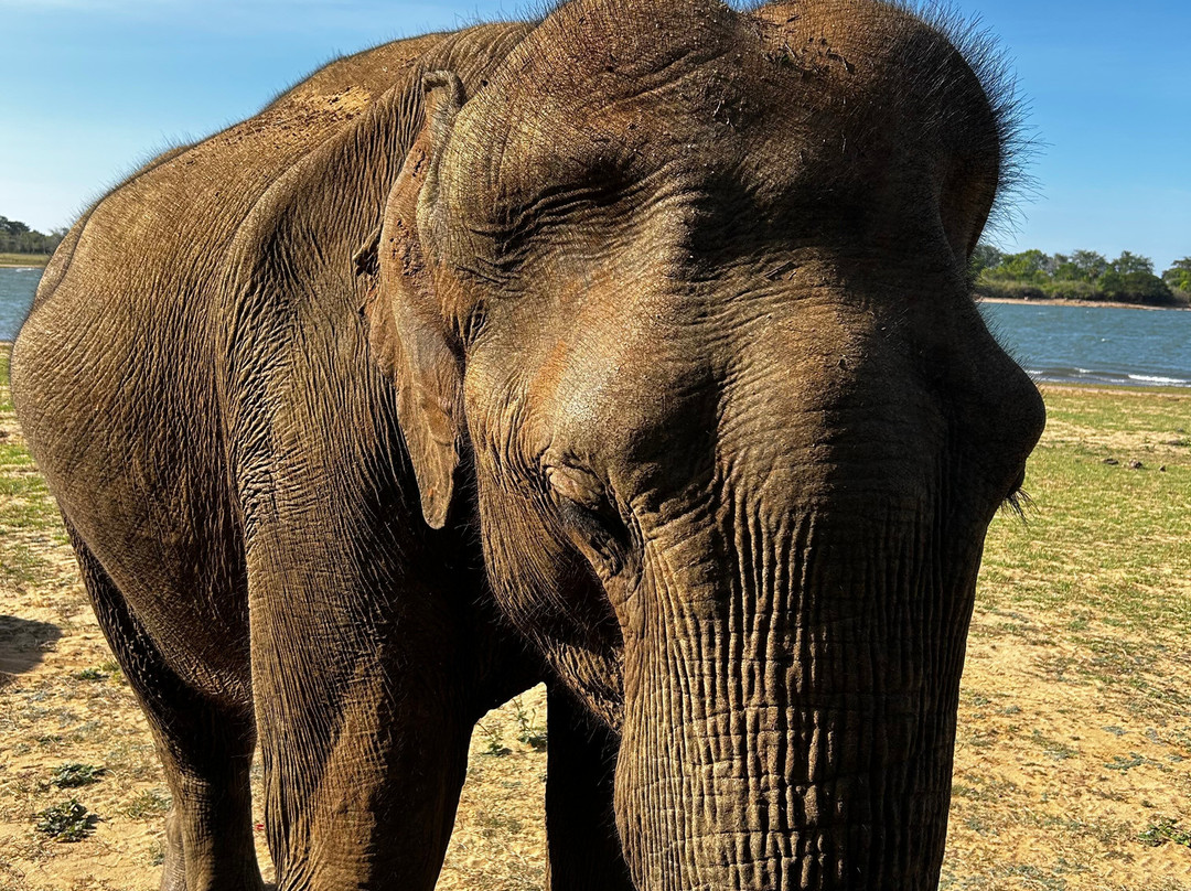 Riu Lanka Tours & Travels-亚洪加拉必去景点